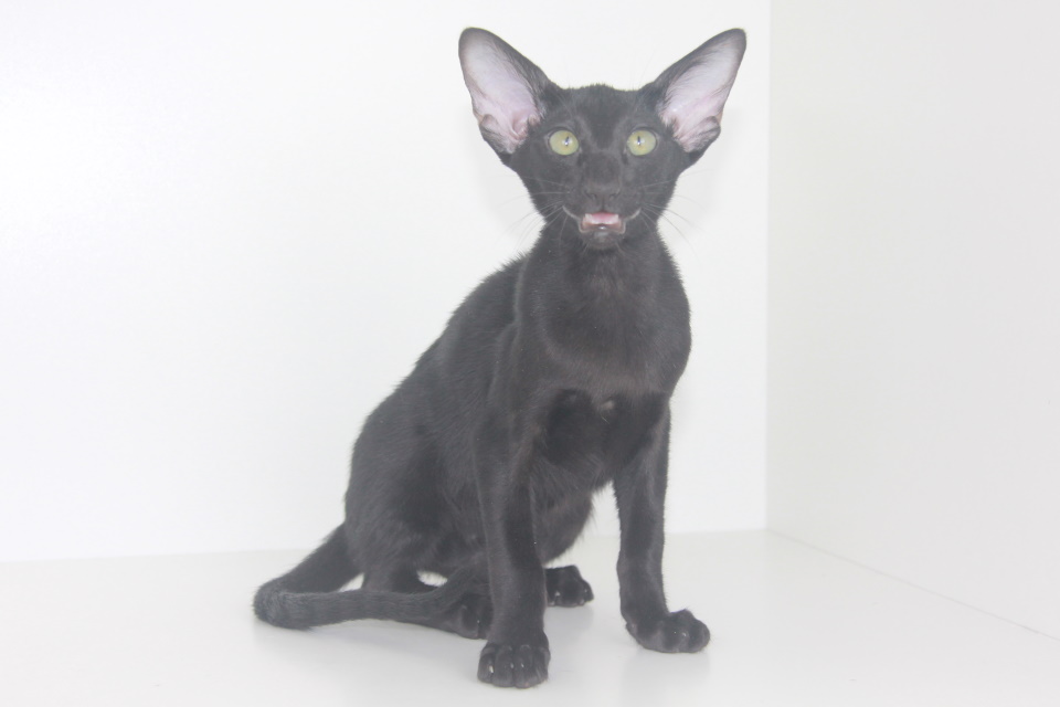 Котята -Якита черный ориентальный котенок! 