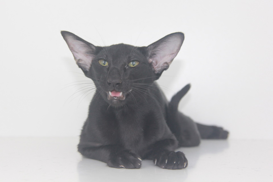 Котята -Якита черный ориентальный котенок! 