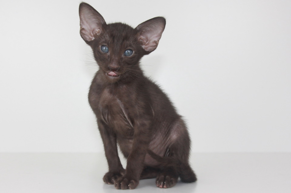 Котята - Zimbo шоколадный ориентальный котенок! 