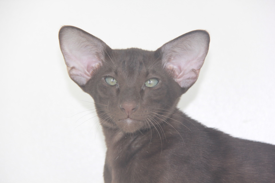 Котята - Zimbo шоколадный ориентальный котенок! 